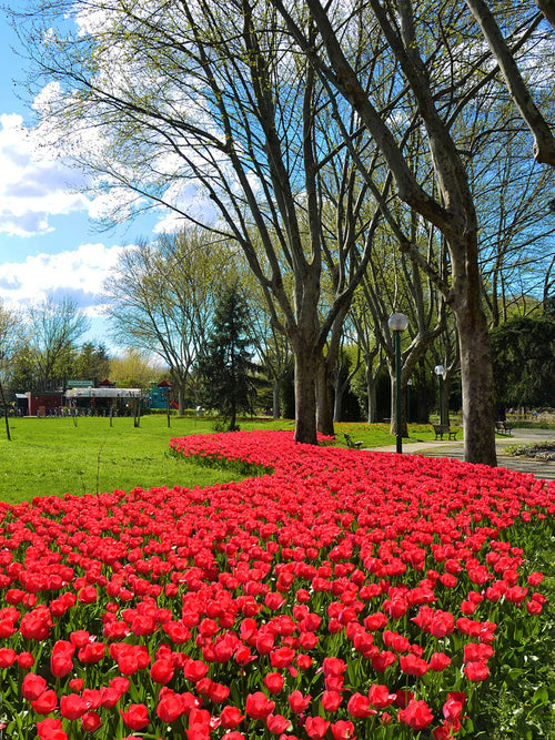 Tulip Jumbo Cherry, Big Flowers and Top Quality Bulbs