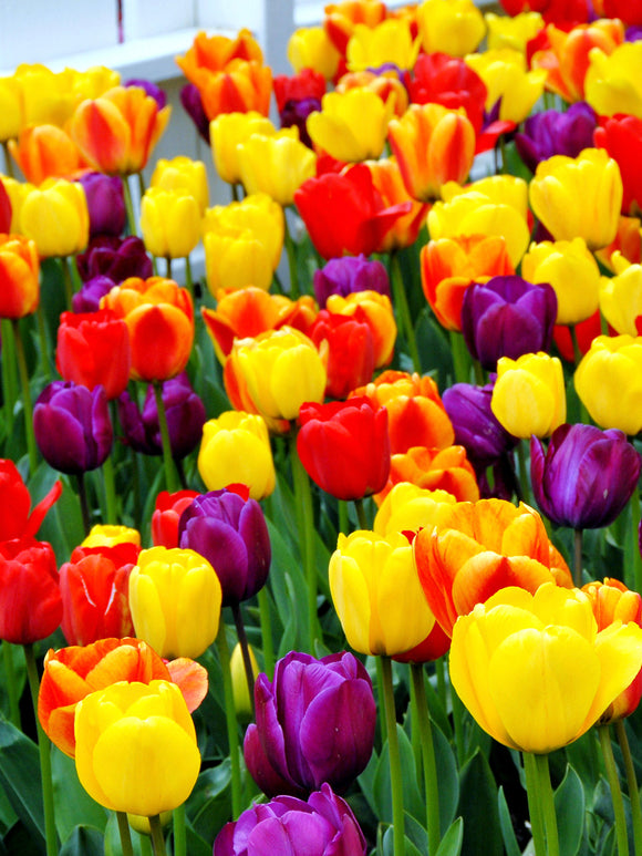 Darwin Hybrid Tulips in a Colorful Mix by DutchGrown