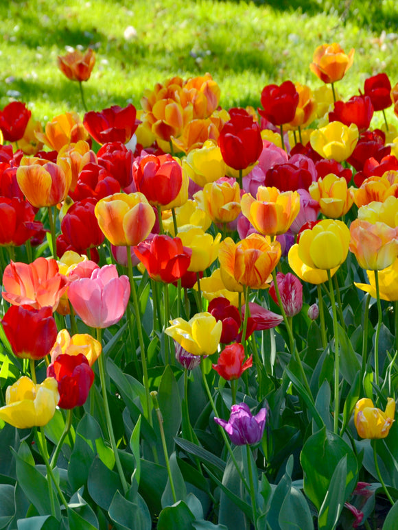 Tulip Jumbo Darwin Mix