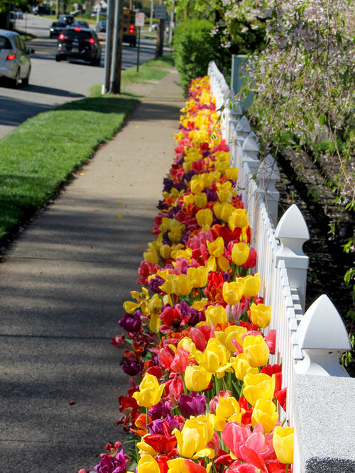 Tulip Jumbo Darwin Mix