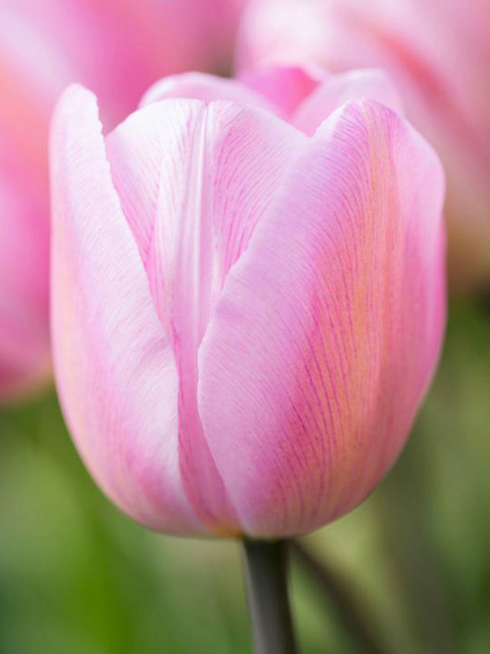 Pink Tulip Flower