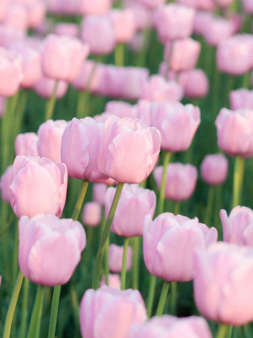 Tulip Jumbo Pink - Fall Planted Flower Bulbs - Huge Flowers