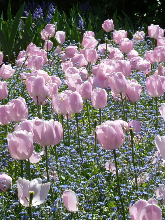 Tulip Jumbo Pink - Fall Planted Flower Bulbs - Huge Flowers