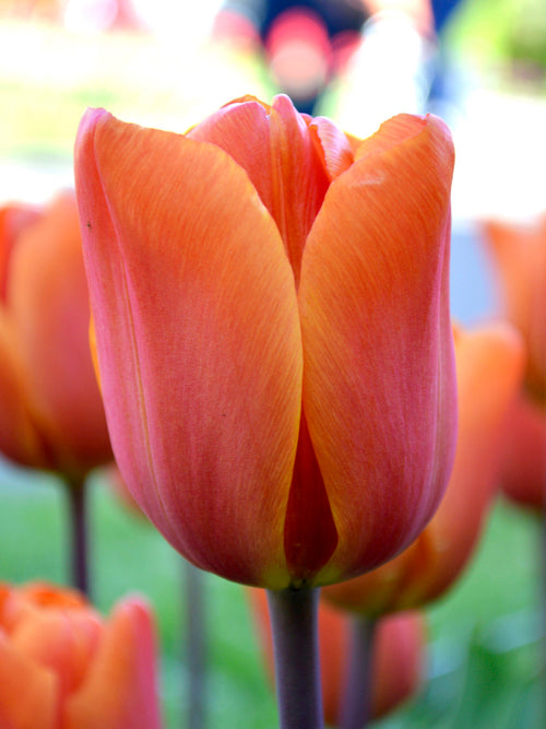 Tulip King's Orange