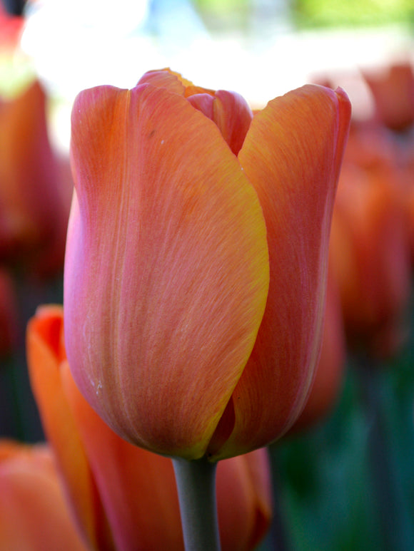 Tulip Kings Orange Triumph Flower by DutchGrown