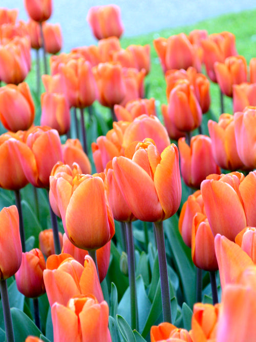 Triumph Tulip King's Orange