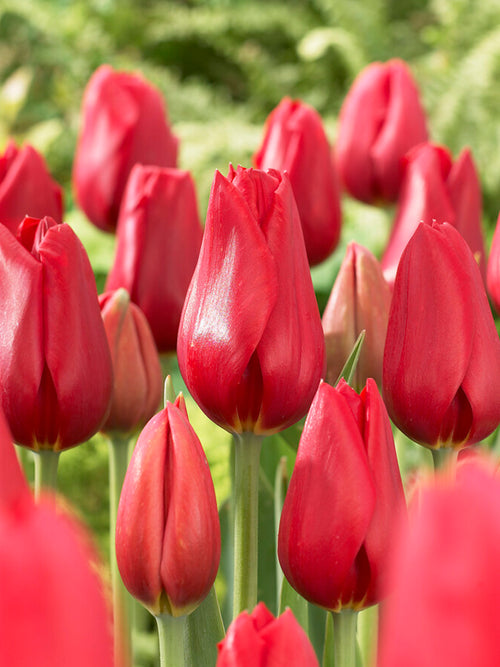 Tulip Kingsblood