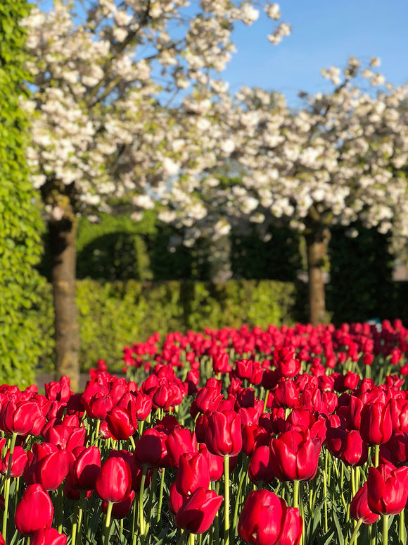 Tulip Kingsblood in park