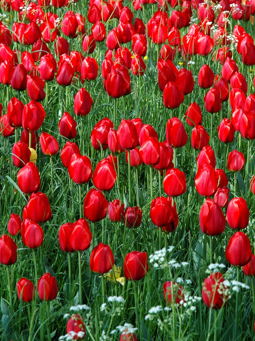 Single Late Red tulip Kingsblood