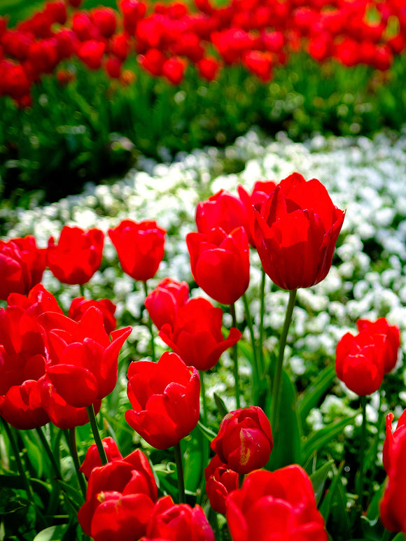 Tulip Bulbs - Kingsblood