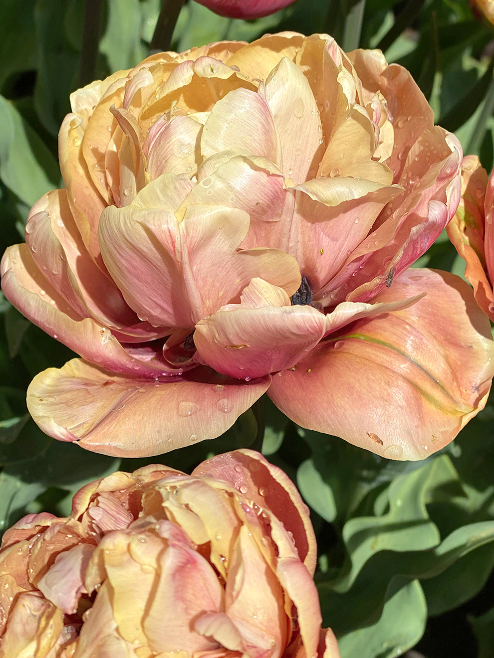 Tulip 'La Belle Epoque' Bulbs  Order Online at DutchGrown™