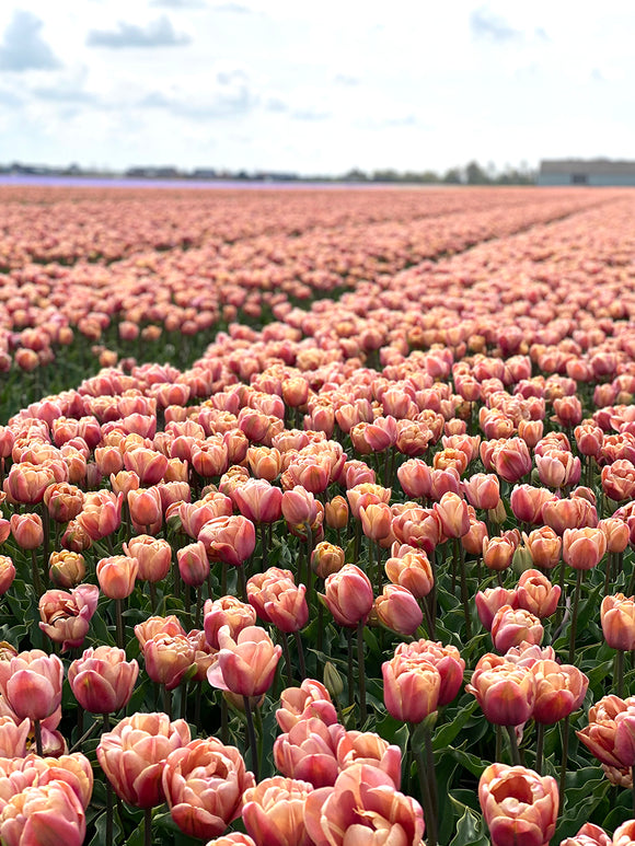 Tulip field La Belle Epoque