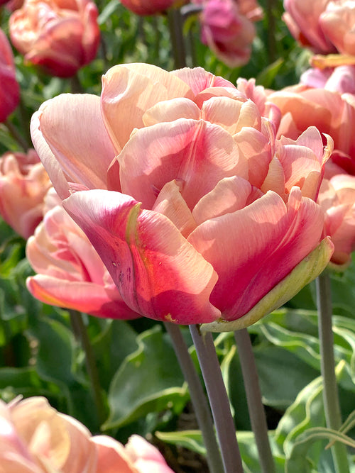 La Belle Epoque Tulips Great Cut Flower