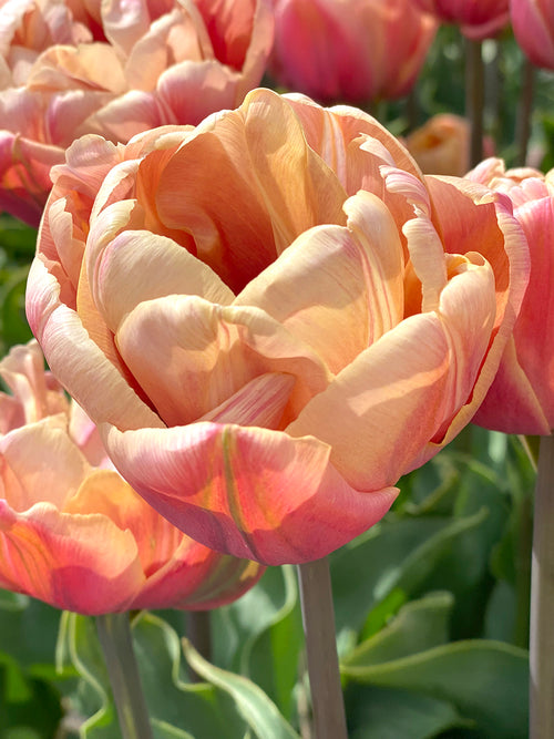 Tulip La Belle Epoque Flowers and bulbs