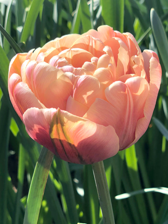 Copper Tulip La Belle Epoque