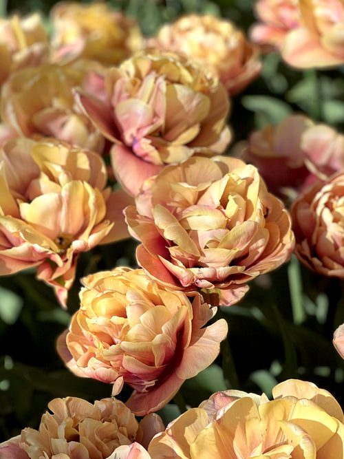 Grouping of Tulip La Belle Epoque Flower Bulbs