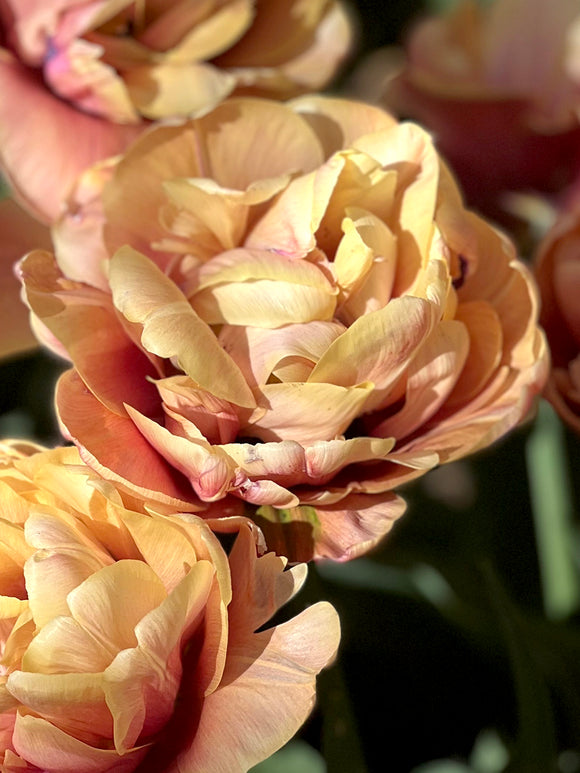 La Belle Epoque Tulip Bulbs for Sale