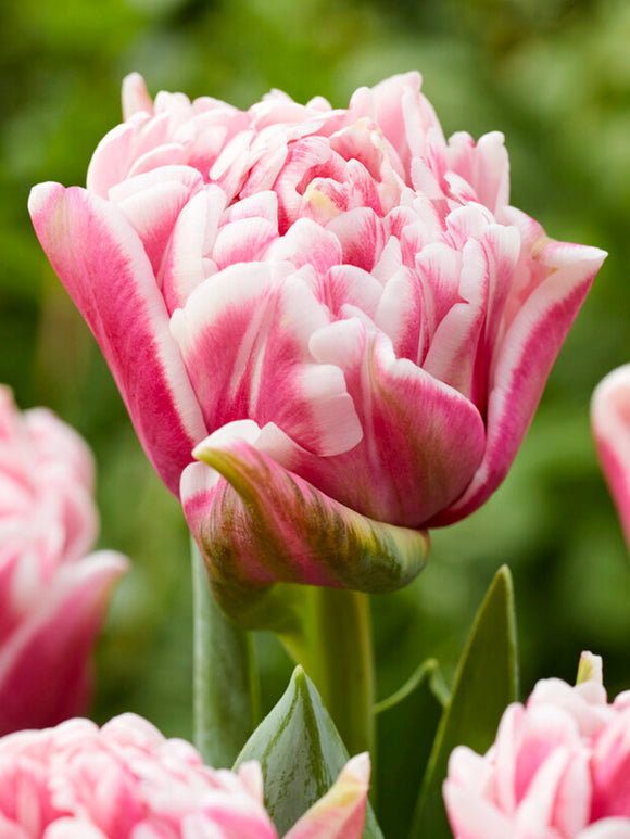 Double Pink and White Tulip Let's Dance
