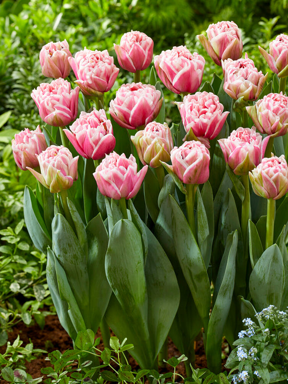 Unique Double Pink and White Tulip Let's Dance