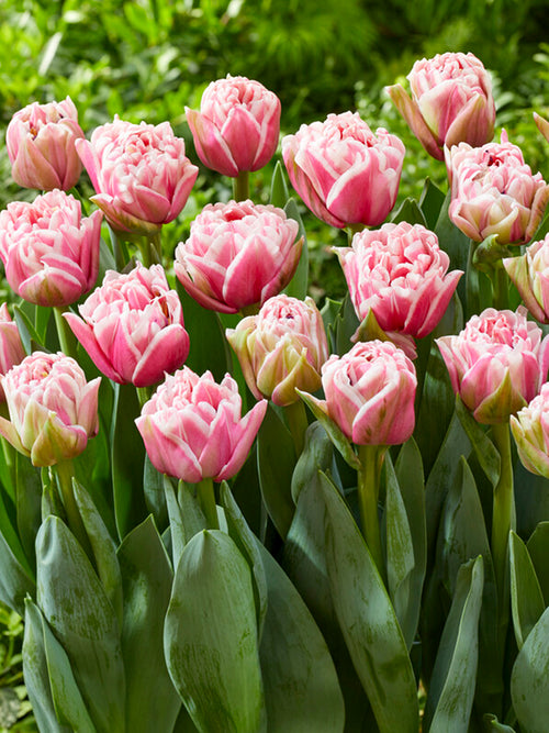 Double Pink and White Tulip Let's Dance Flower Bulbs