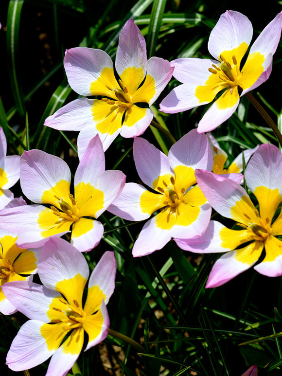 Wholesale Lilac Wonder Tulip Bulbs