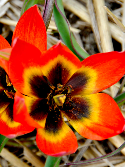 Tulip Little Princess