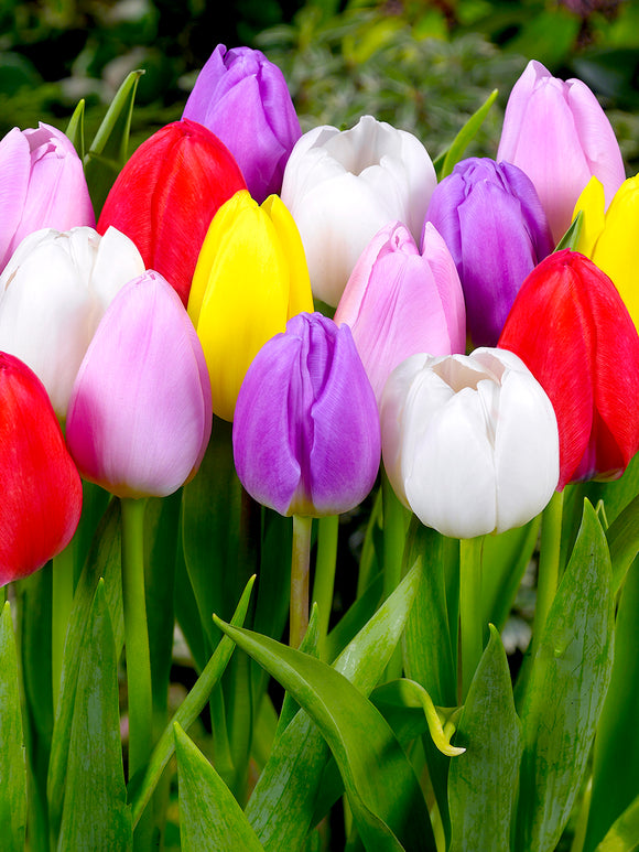Tulip Lollypop Collection - Red, Yellow, White, Pink and Purple Tulips