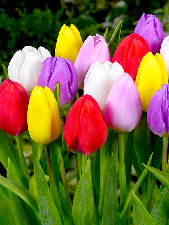 Tulip Lollypop Collection - Red, Yellow, White, Pink and Purple Tulips