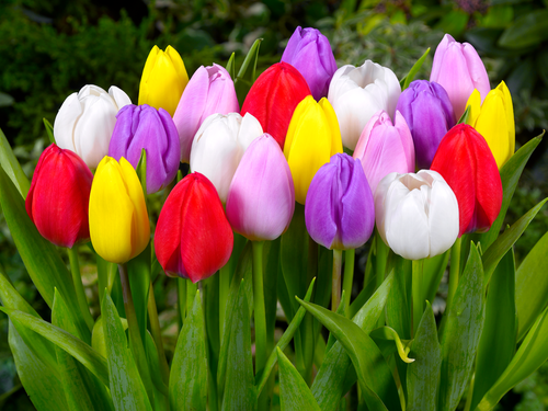 Tulip Lollypop Collection - Red, Yellow, White, Pink and Purple Tulips