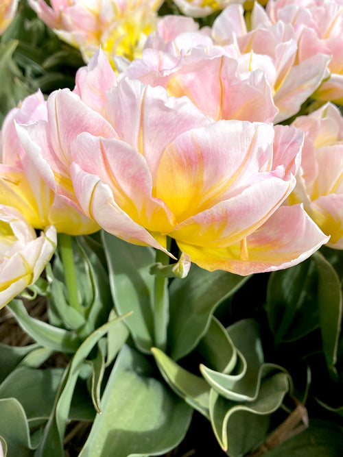 Tulip Bulbs and Flowers Lotus Love
