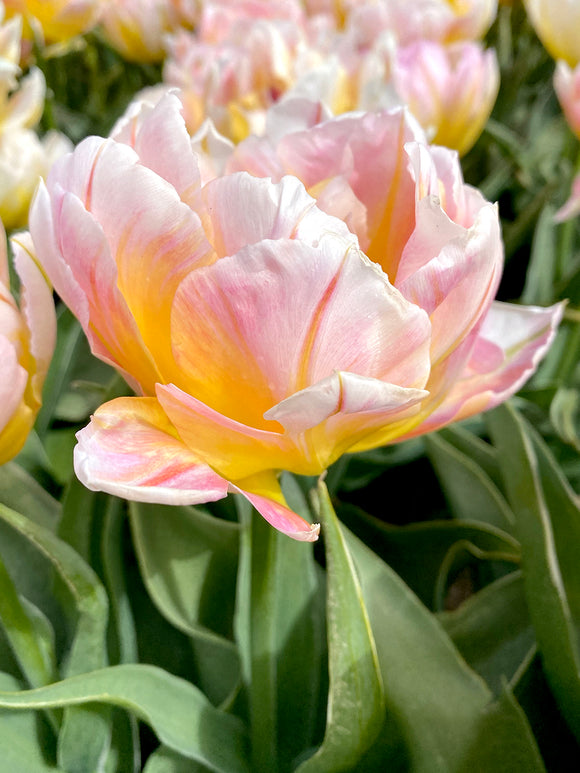 Tulip Lotus Love