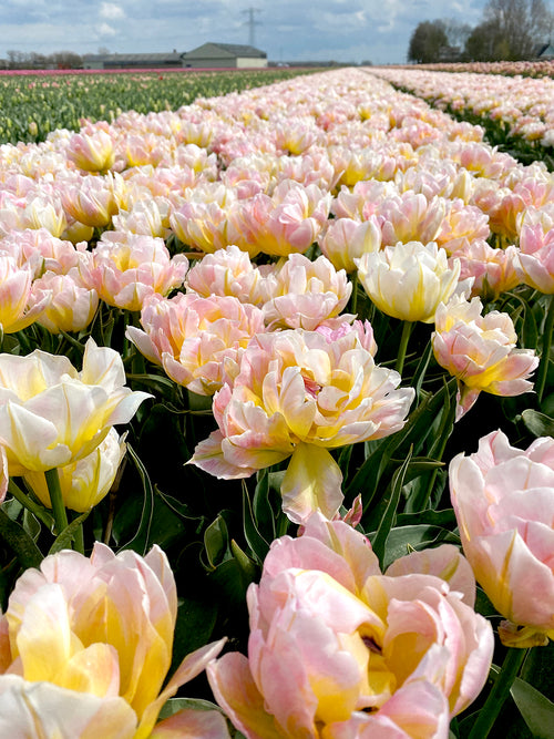 Tulip Field Lotus Love Flowers 