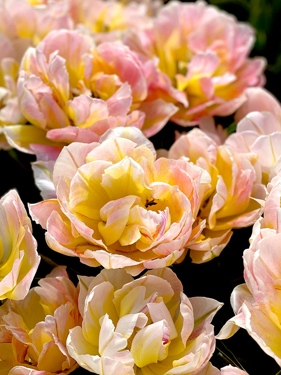 Grouping of Tulip Lotus Love