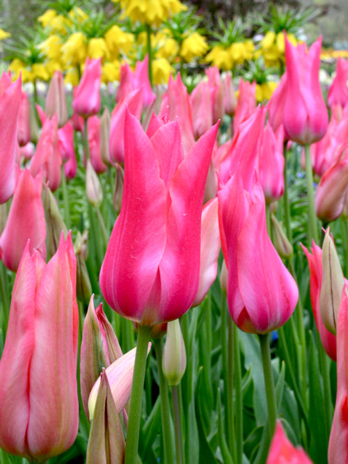 Tulip bulbs - Mariette