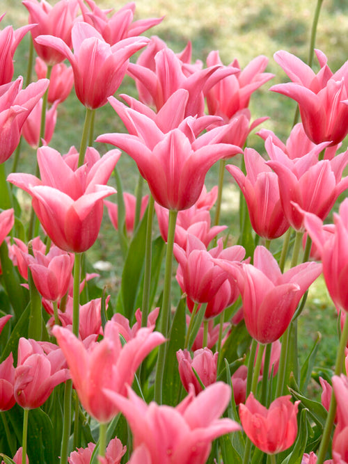 Tulip bulbs - Mariette - Spring Flowering