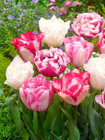 Tulip Marshmallow Collection