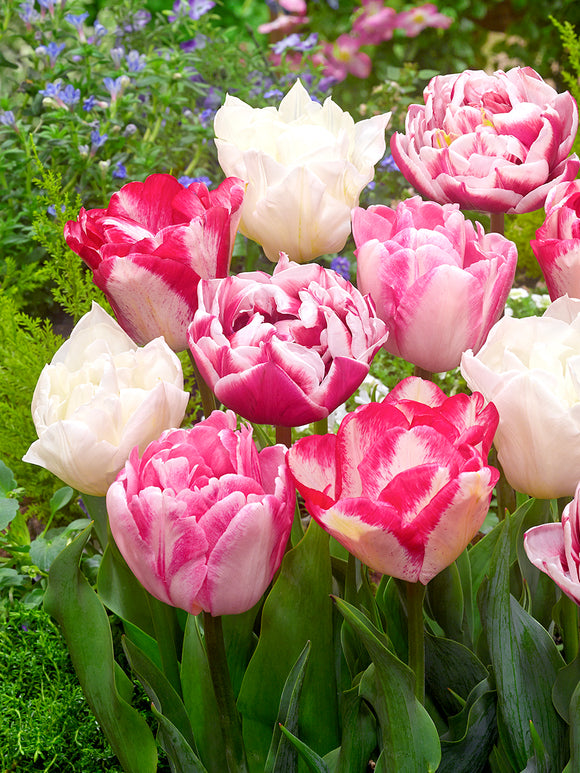Tulip Marshmallow Collection - Pink and White - DutchGrown