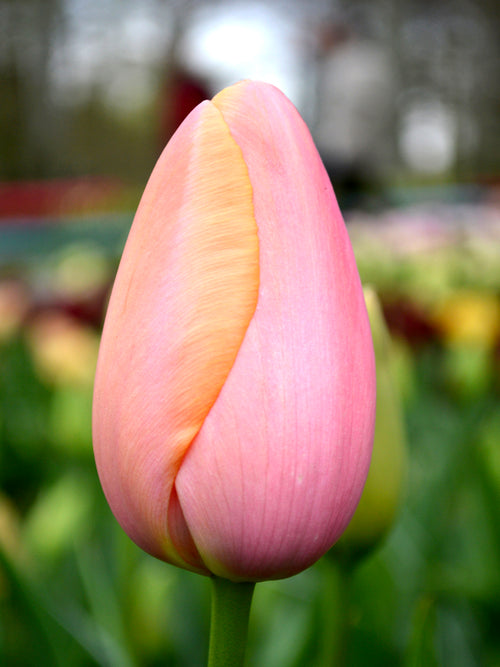 Single Late Tulip Bulbs Menton