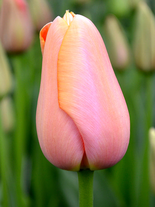 Single Late Blooming Tulip Menton Pink