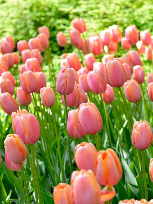 Tulip Bulbs - Menton