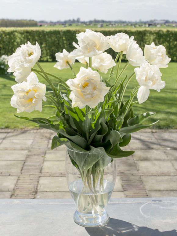 Tulip Mondial in a Vase, great cut tulip flowers