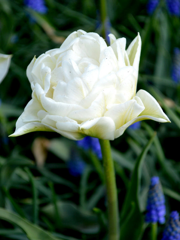 Tulip Mondial in Full Bloom in Spring