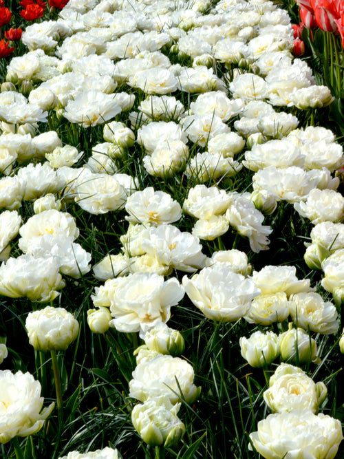 Tulip bulbs - Mondial