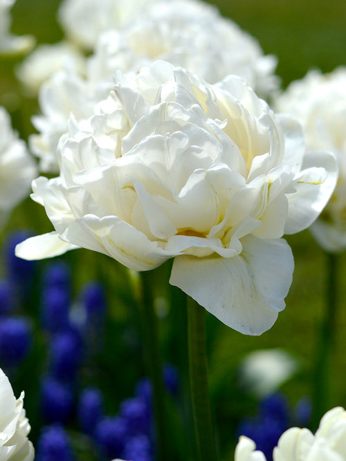 Double White Peony Tulip Mondial