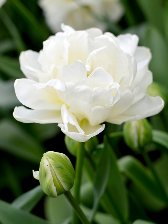 Double White Tulip Bulbs Mondial - USA Delivery