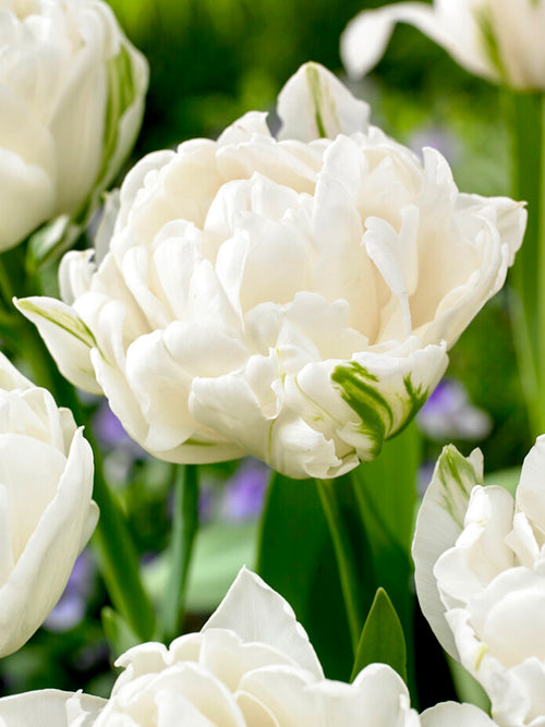 White Peony Tulip Mondial