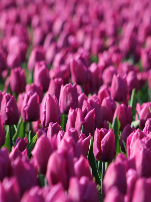 Tulip Negrita - Purple Blooms