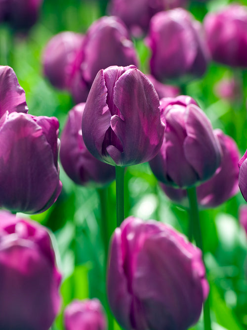Tulip Negrita - All Time Purple Favorite Blooms