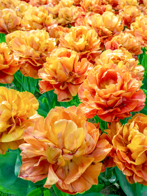 Copper Orange double peony tulip bulbs Olivia Valdivia