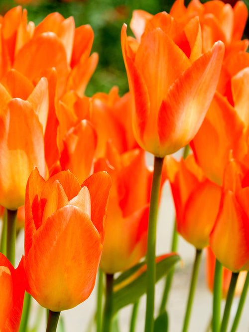 Orange Tulip Bulbs Fosteriana Emperor